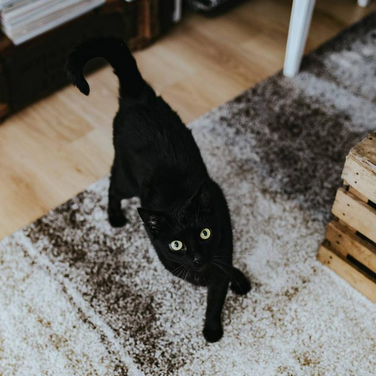 症 分離 猫 不安